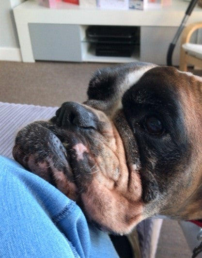 Interview With Emma Gilchrist | Rescuing a Dog!