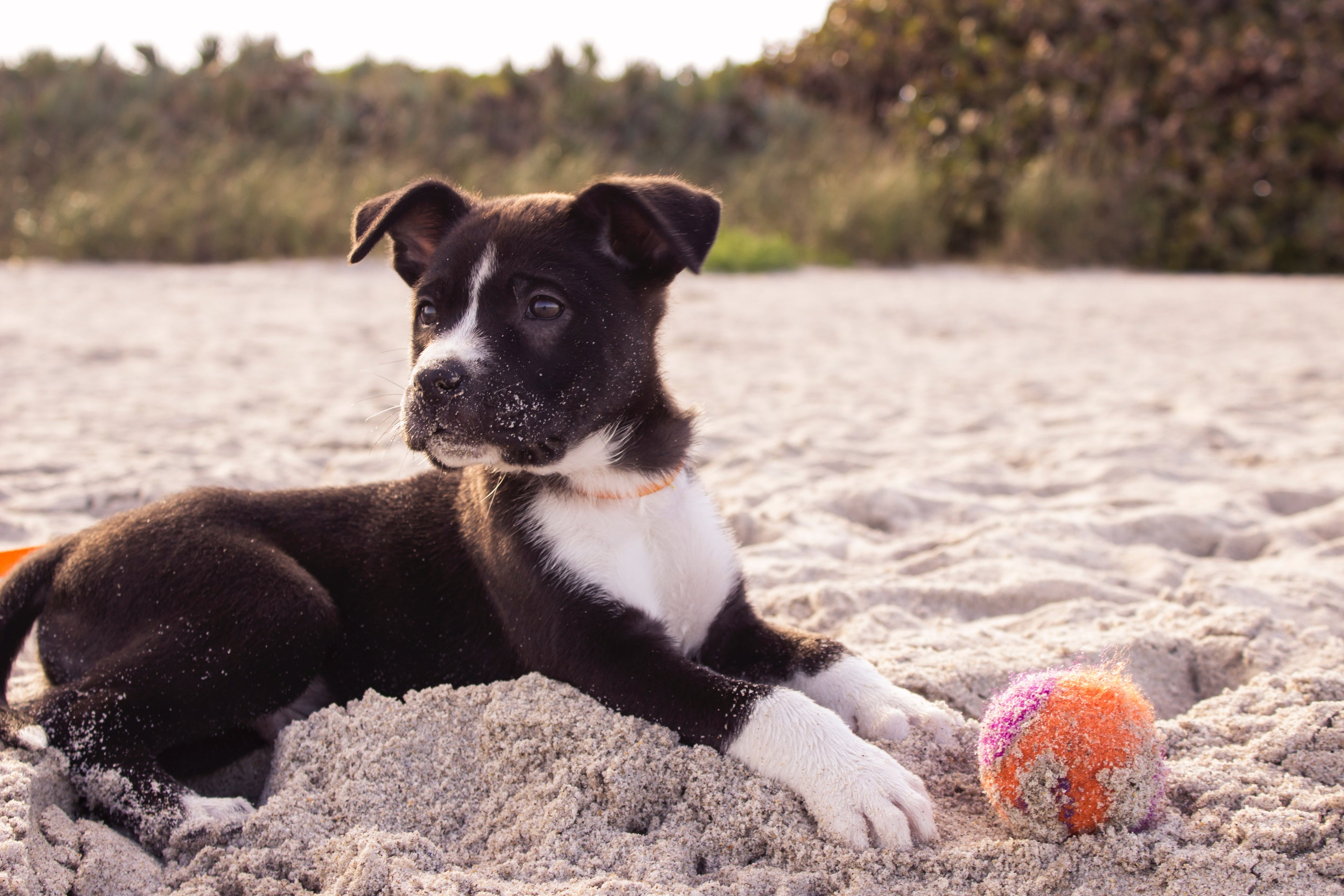 Caring for your Dog with Harley’s Companions