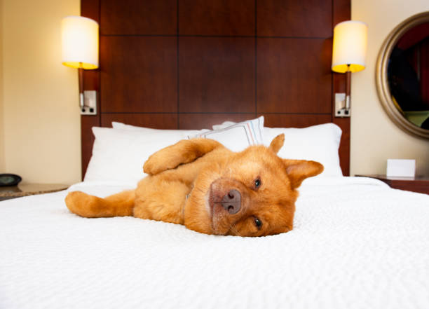 7 Best Dog Friendly Hotels in the UK