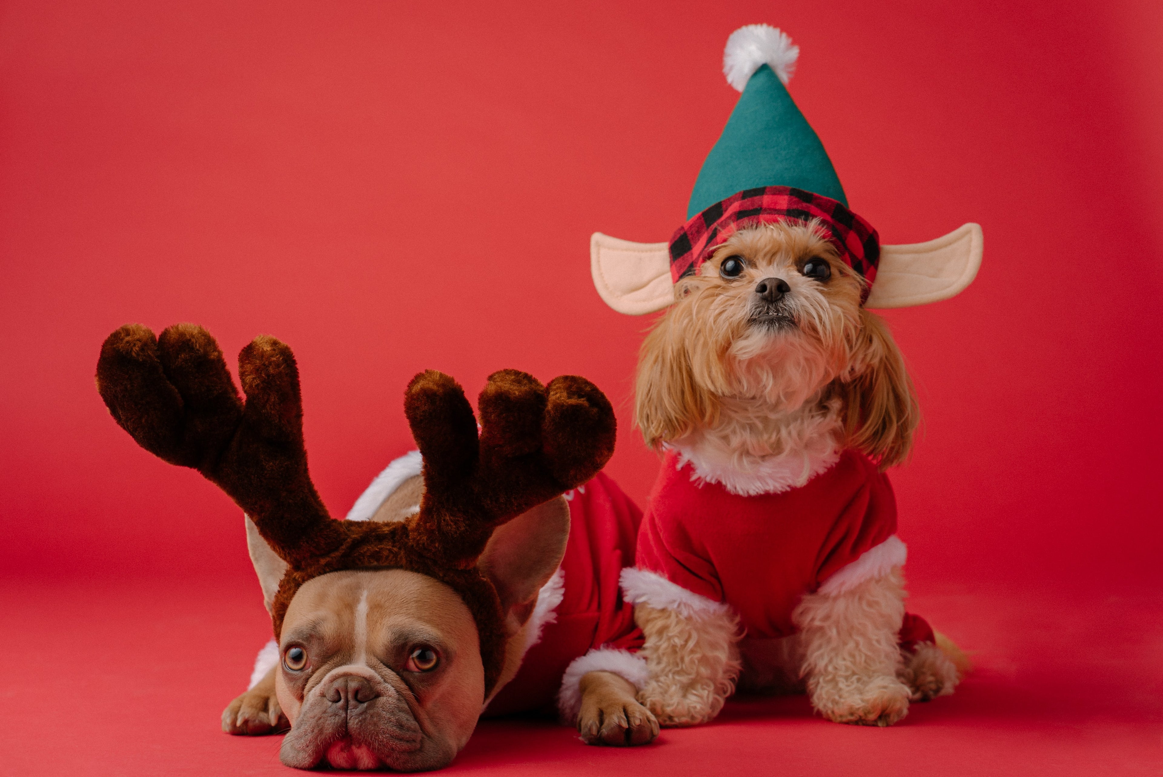 The 12 Gifts of a Canine Christmas