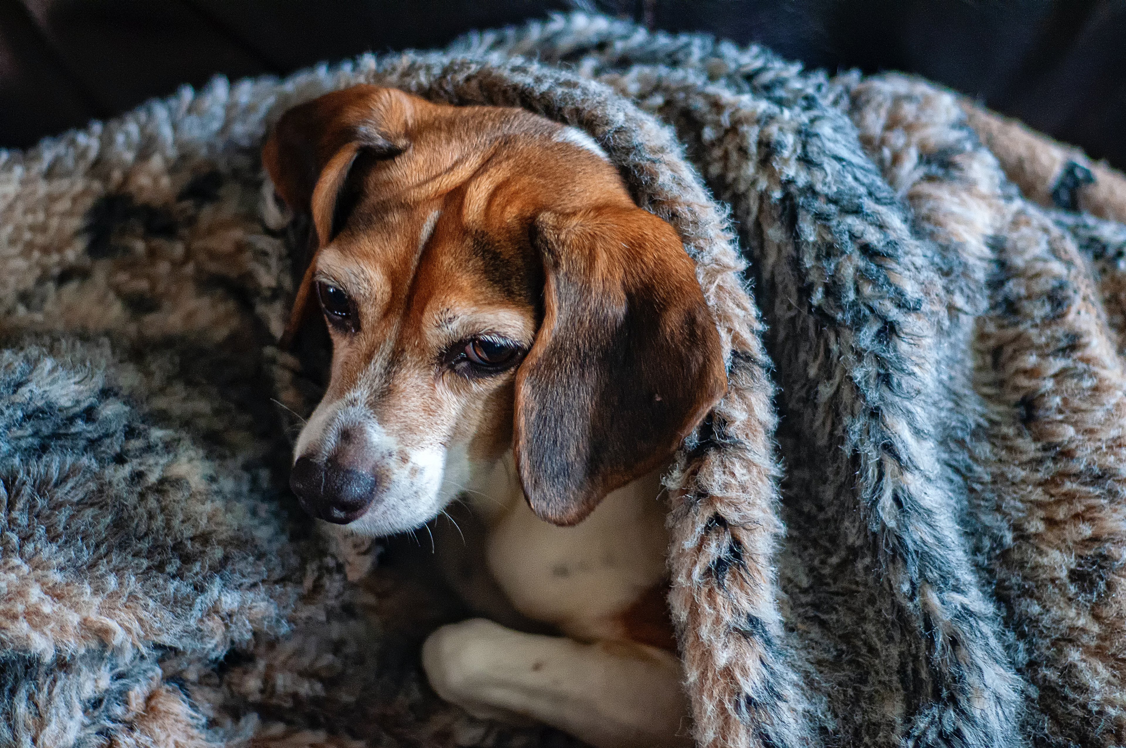 6 Ways Cold Weather can Affect your Dog