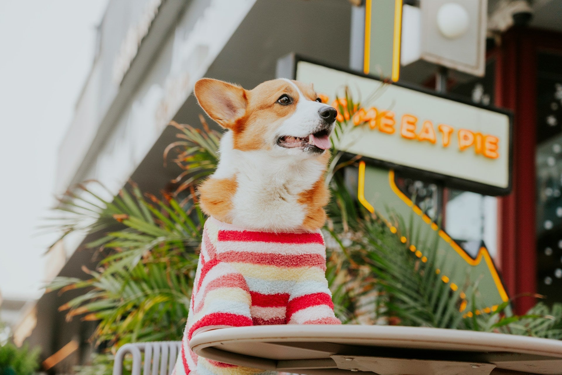 Dog Clothing