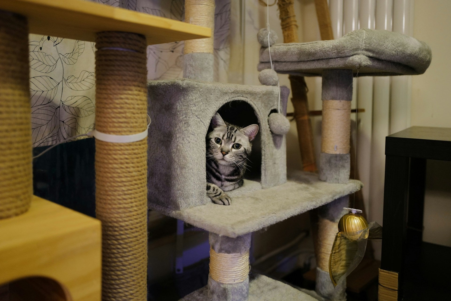 Cat Scratchers