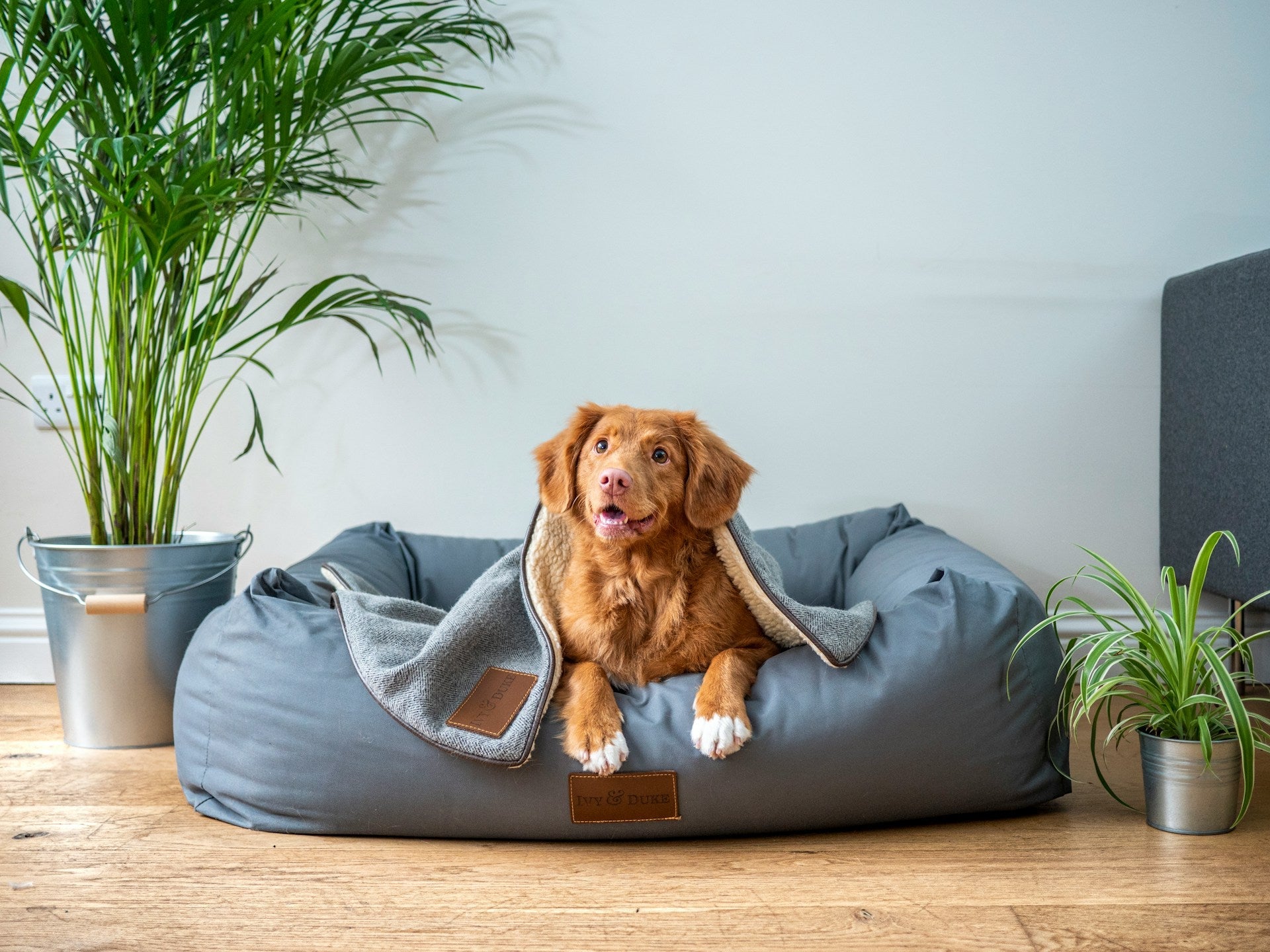 Dog Beds & Crate Mattresses
