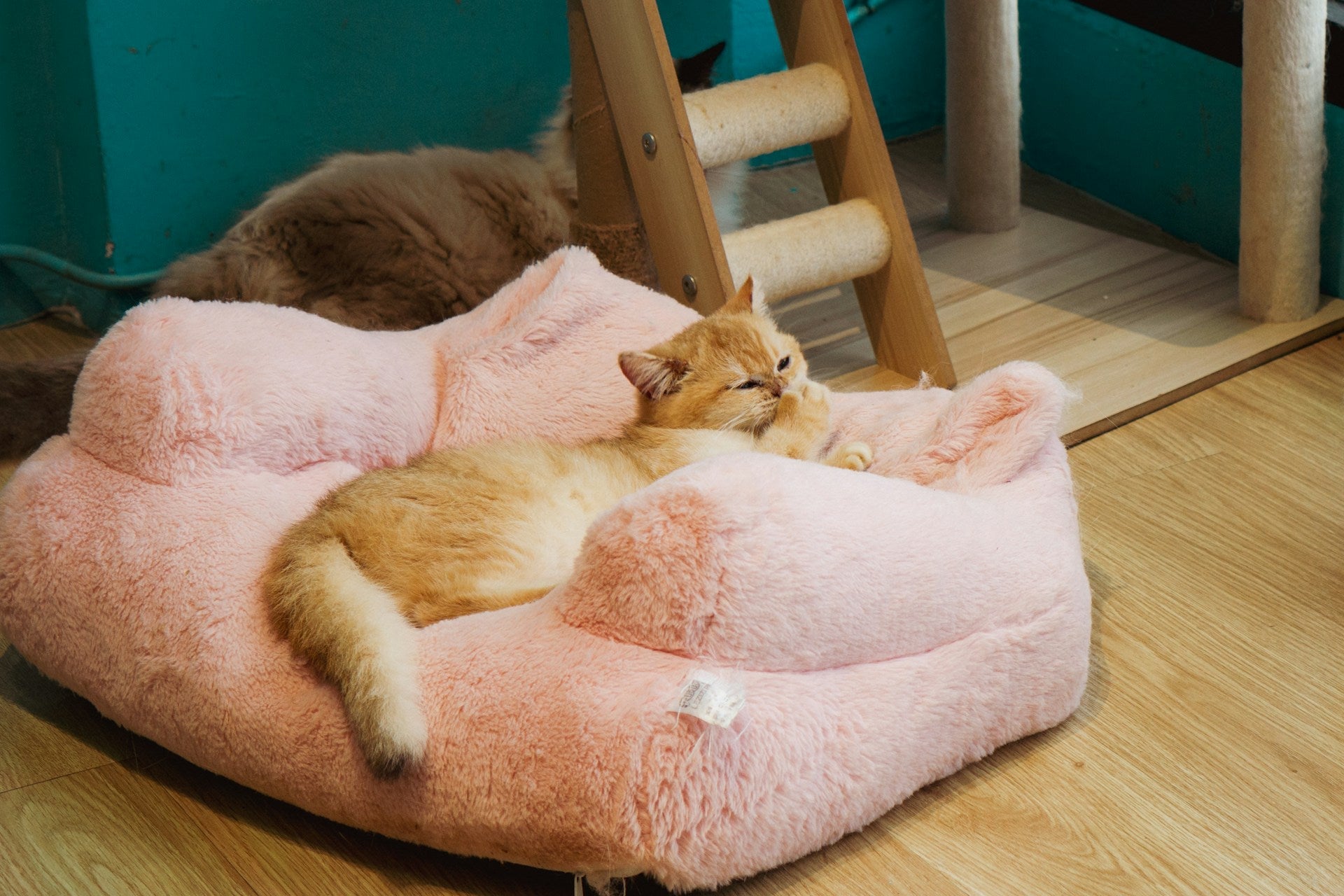 Cat Beds