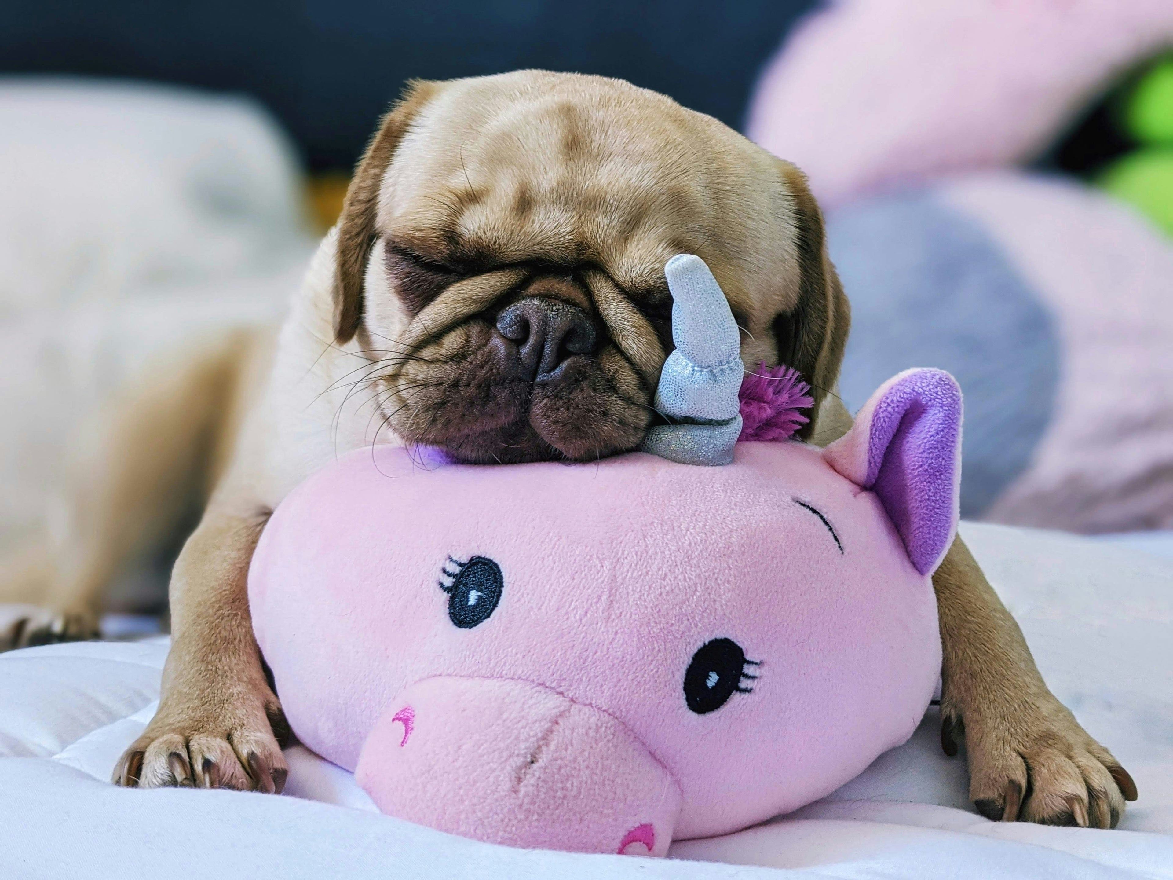 Dog Toys