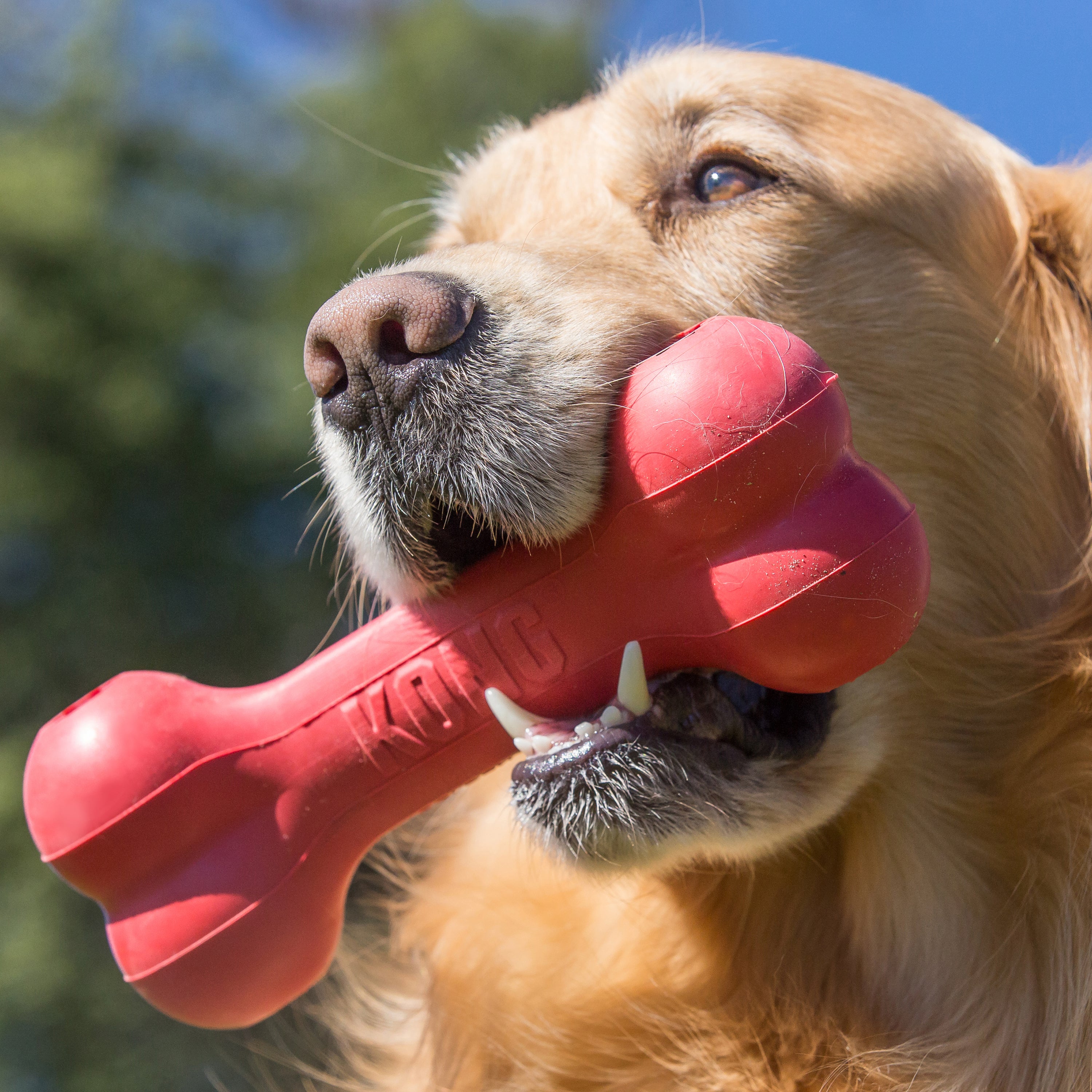 KONG Goodie Bone Treat Dispensing Dog Toy - X-Large