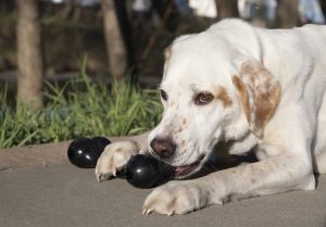KONG Extreme Goodie Bone Durable Treat Dispensing Dog Toy - X-Large