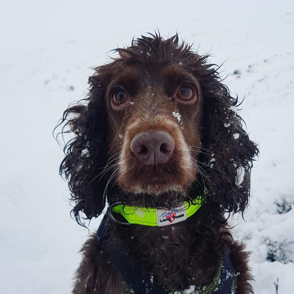 Harleys Companions - Neon Dog Collar | Hi Viz