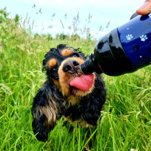 Harleys Companions - Dog Water Bottle, Lick 'n Flow, Navy Friend 750ml