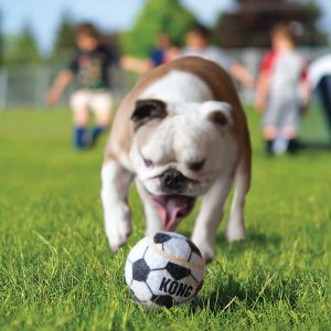 KONG Sport Durable Fetch Dog Toy - Small 3-Pack