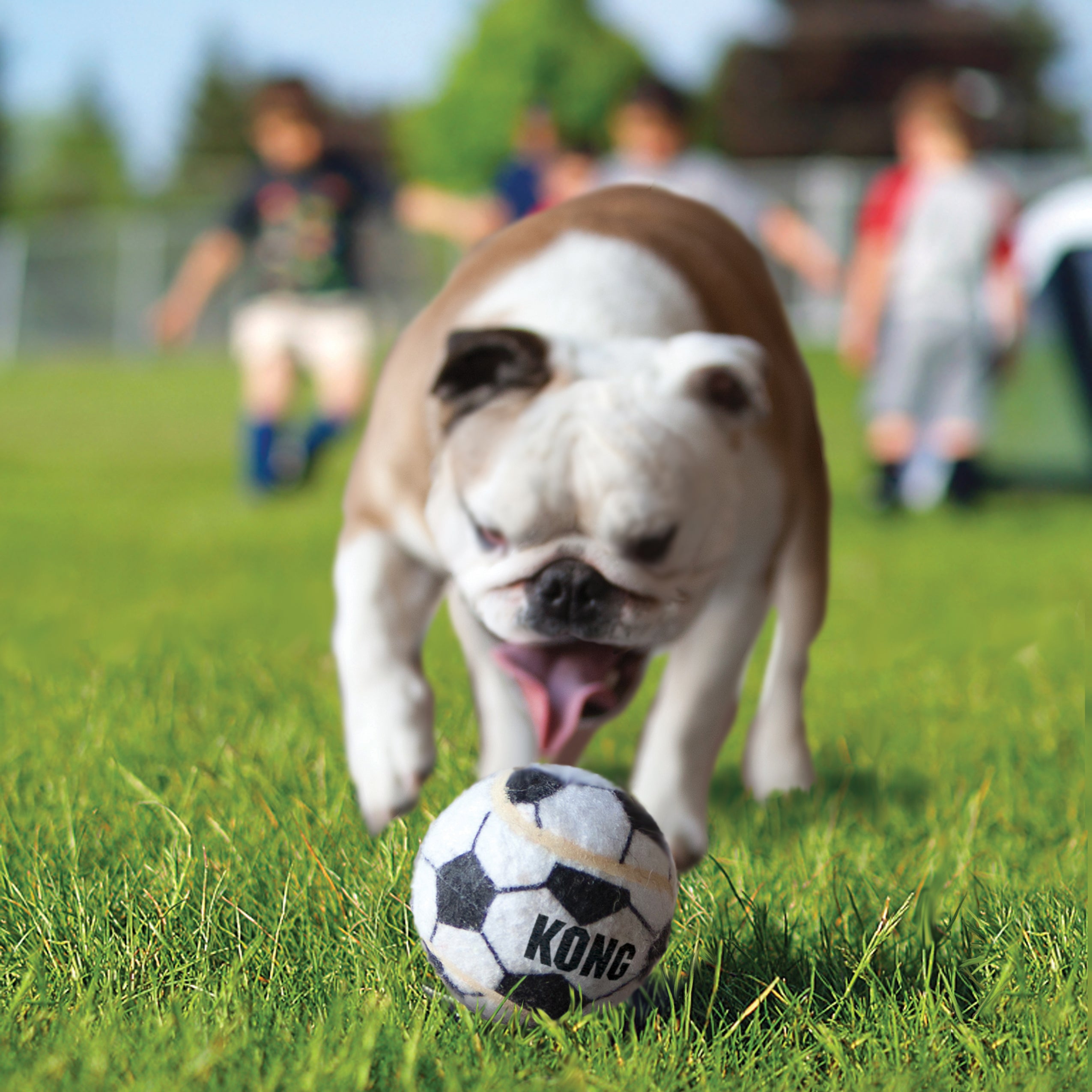 KONG Sport Durable Fetch Dog Toy - Large 2-Pack