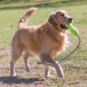 KONG Air Fetch Stick with Rope Squeaky Dog Toy Large 28cm