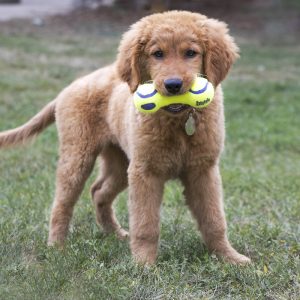 KONG Air Squeaker Dumbbell Squeaky Dog Toy Small 13cm