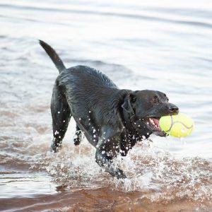 KONG Air Squeaker Football Squeaky Dog Toy Large 17cm