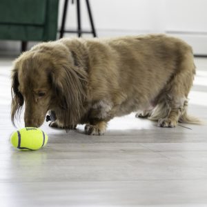 KONG Air Squeaker Football Squeaky Dog Toy Small 8.5cm