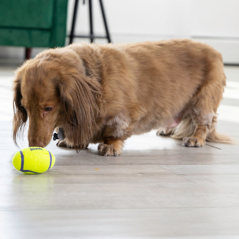 KONG Air Squeaker Football Squeaky Dog Toy Small 8.5cm