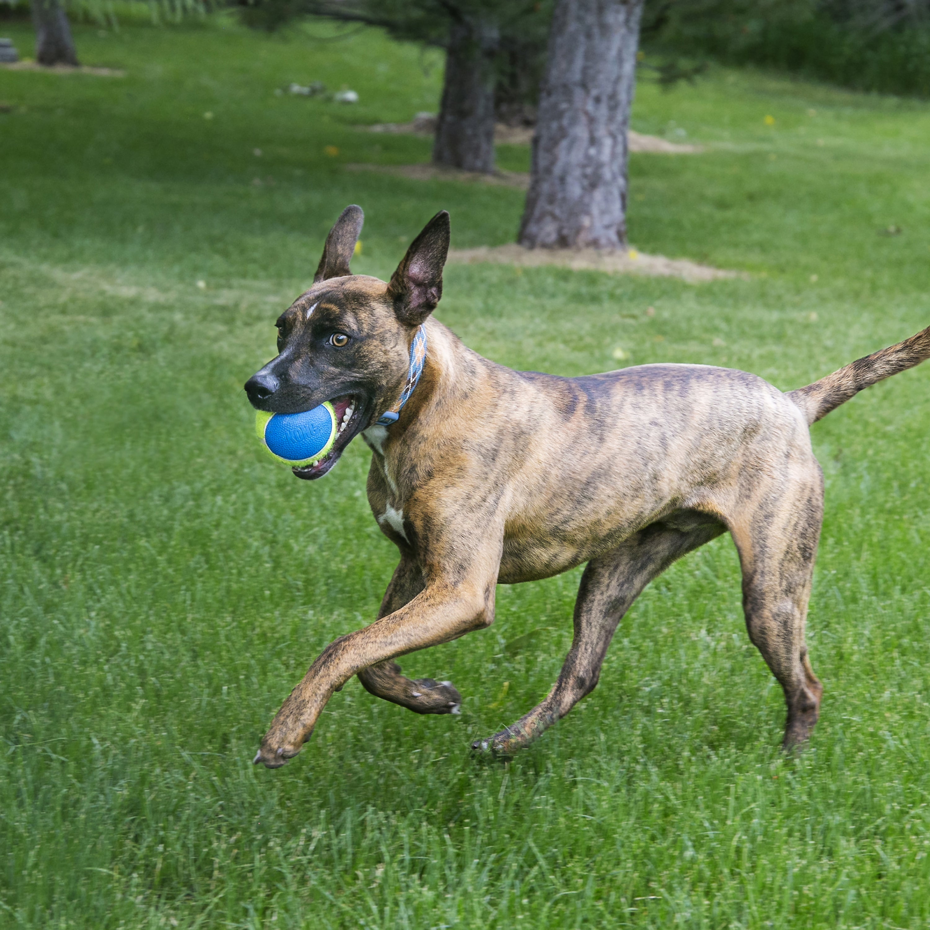 KONG Ultra SqueakAir Squeaky Tennis Ball Dog Toy - Medium 3-Pack