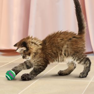 KONG Tennis Balls with Bells Squeaky Cat Toy