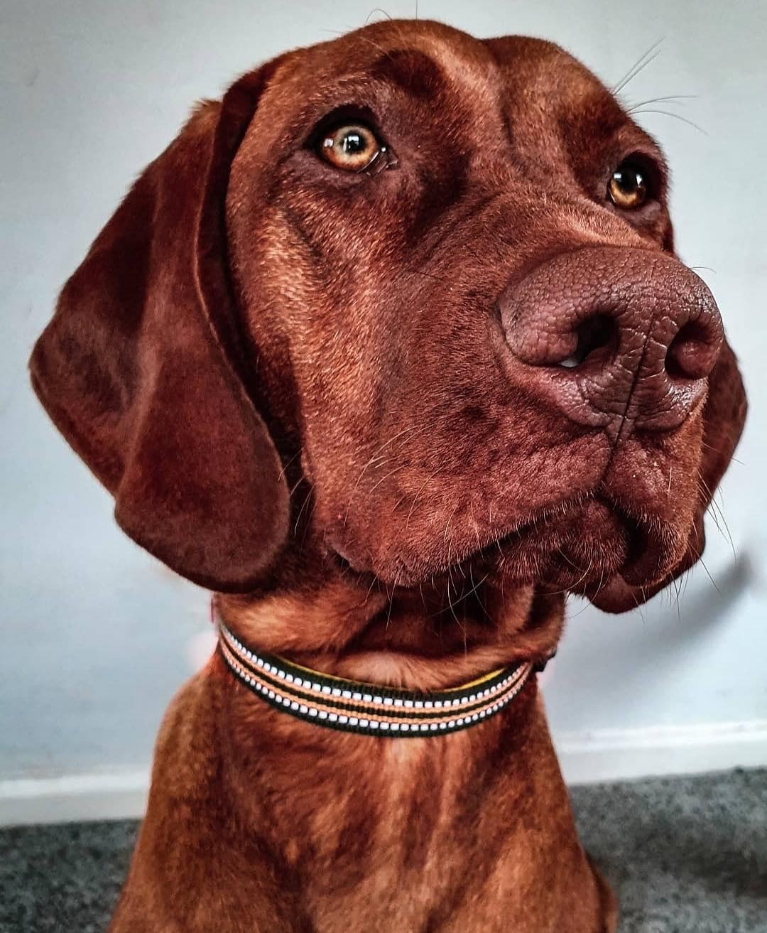 Harleys Companions - Comfort Reflective Padded Dog Collar | Green