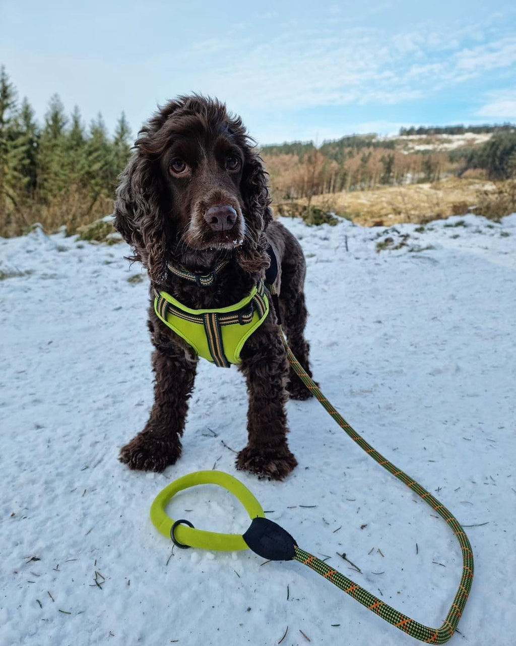 Harleys Companions - Comfort Step-in Dog Harness  | Reflective | Green