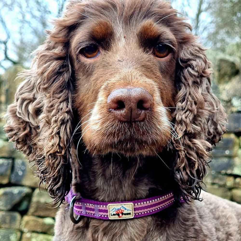 Harleys Companions - Comfort Reflective Padded Dog Collar | Purple