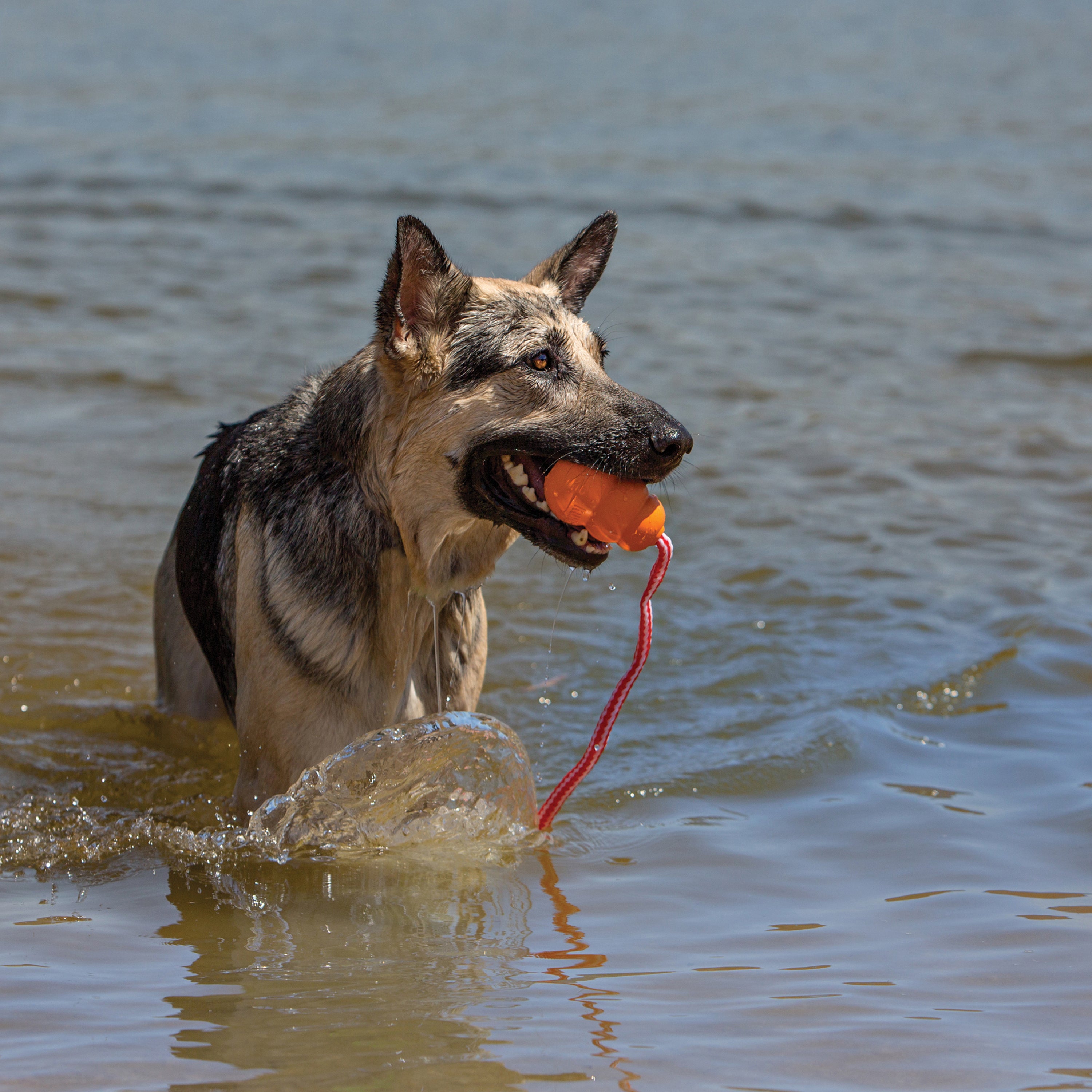 KONG Aqua Floating Dog Toy Large 10cm - Orange