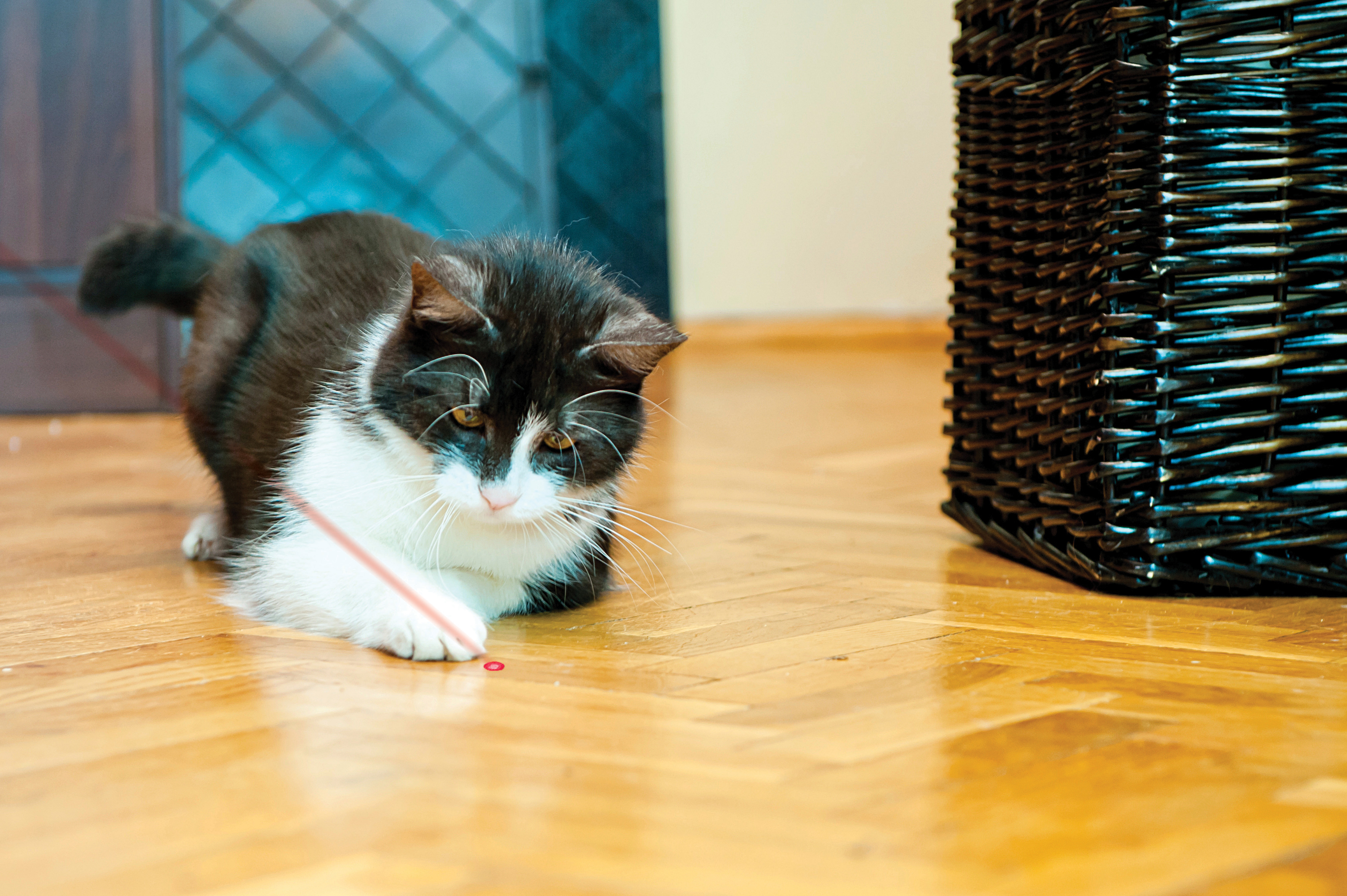 KONG Cat Laser Pointer