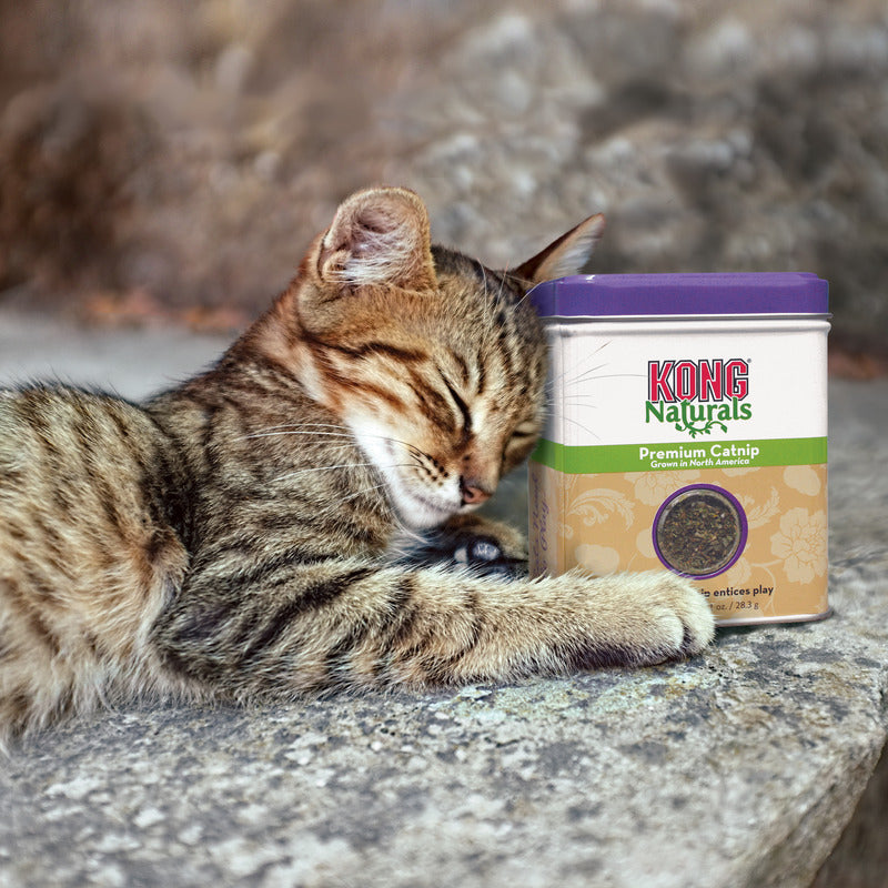 KONG Premium Catnip for Cats 2oz