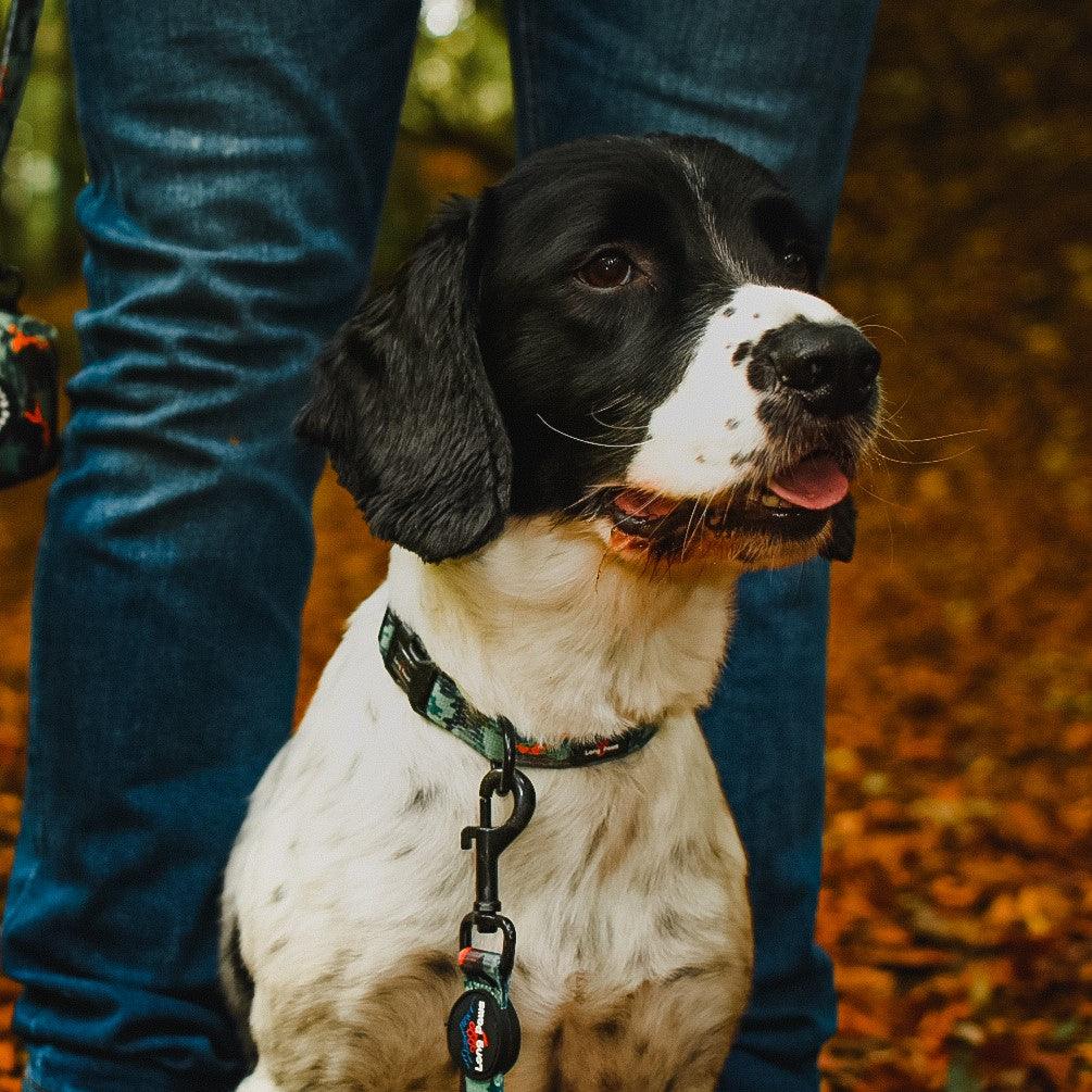 Harleys Companions - Earth Friendly - Trig Point Collar