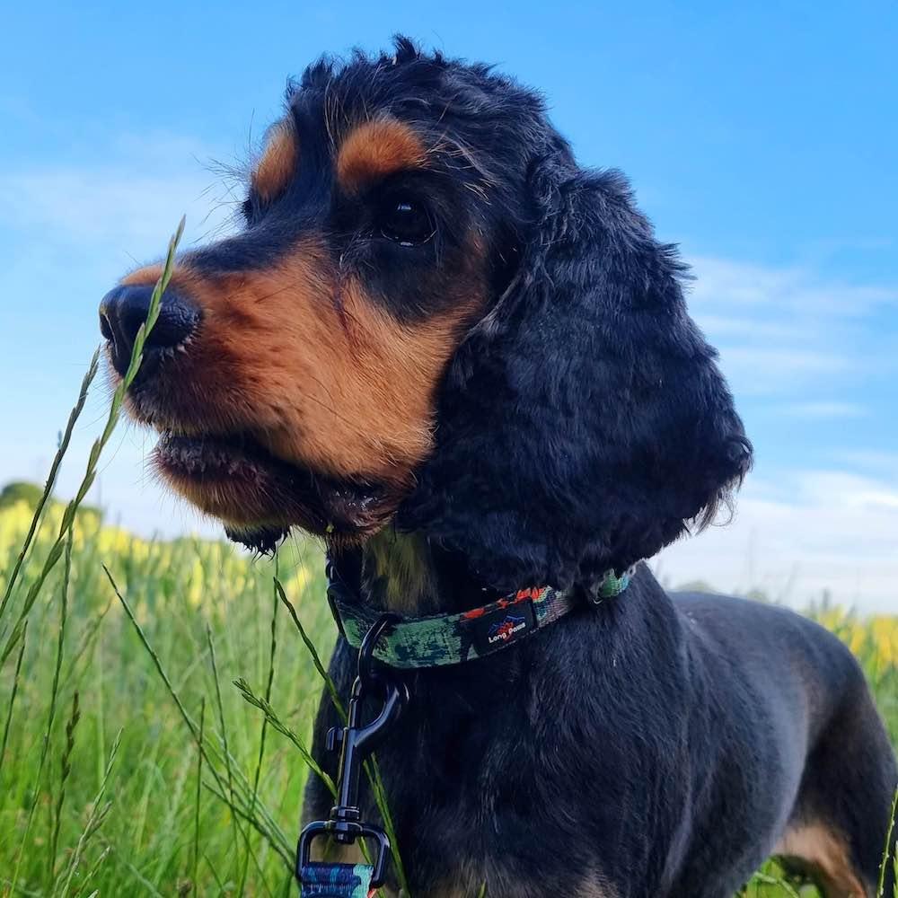 Harleys Companions - Earth Friendly - Trig Point Collar