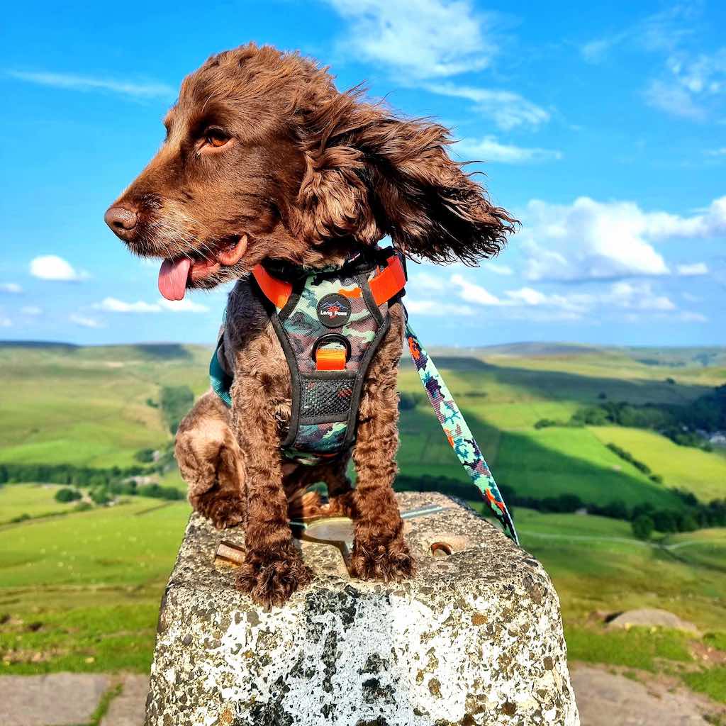 Harleys Companions - Earth Friendly - Trig Point Harness and Lead Set