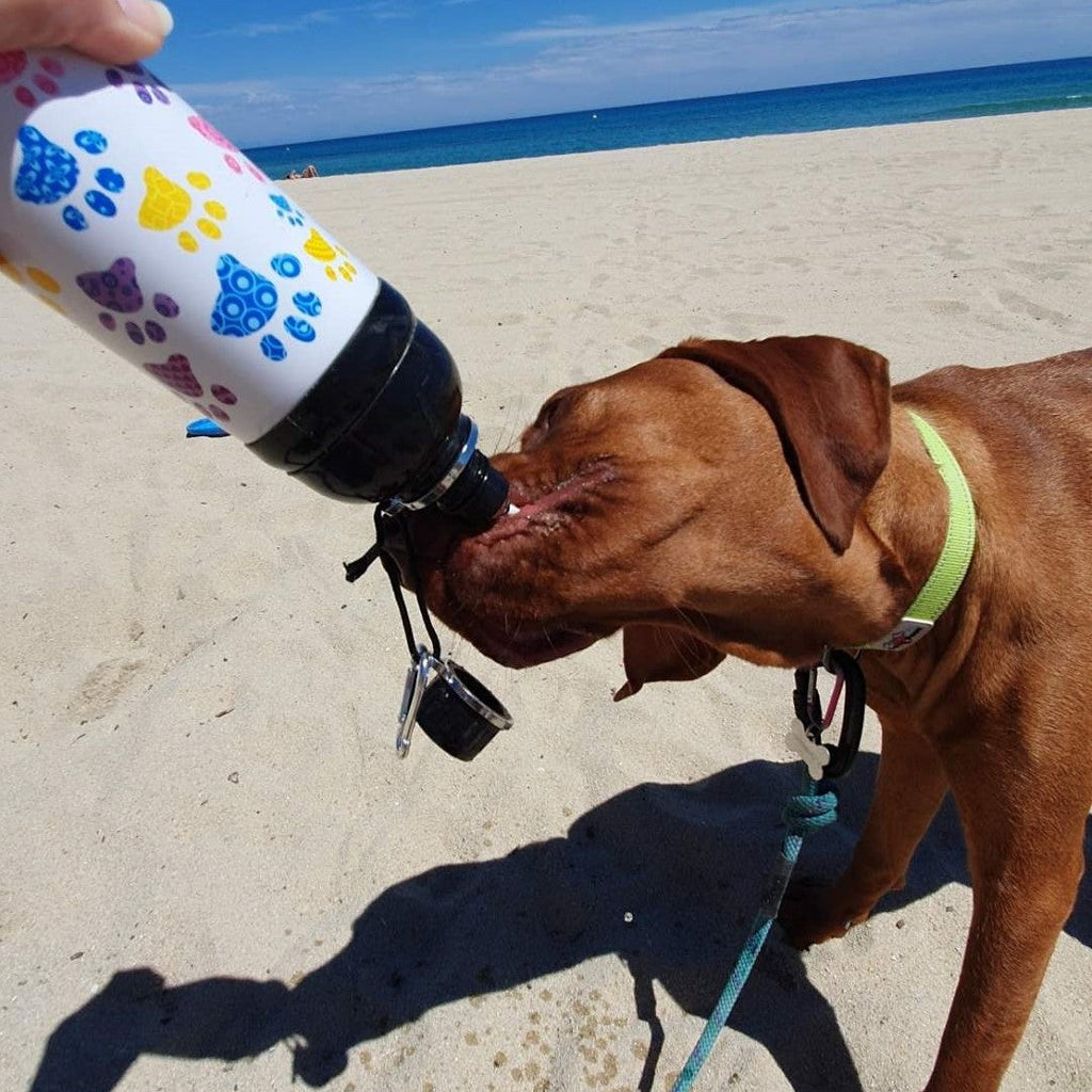 Harleys Companions - Dog Water Bottle, Lick 'n Flow, Paws