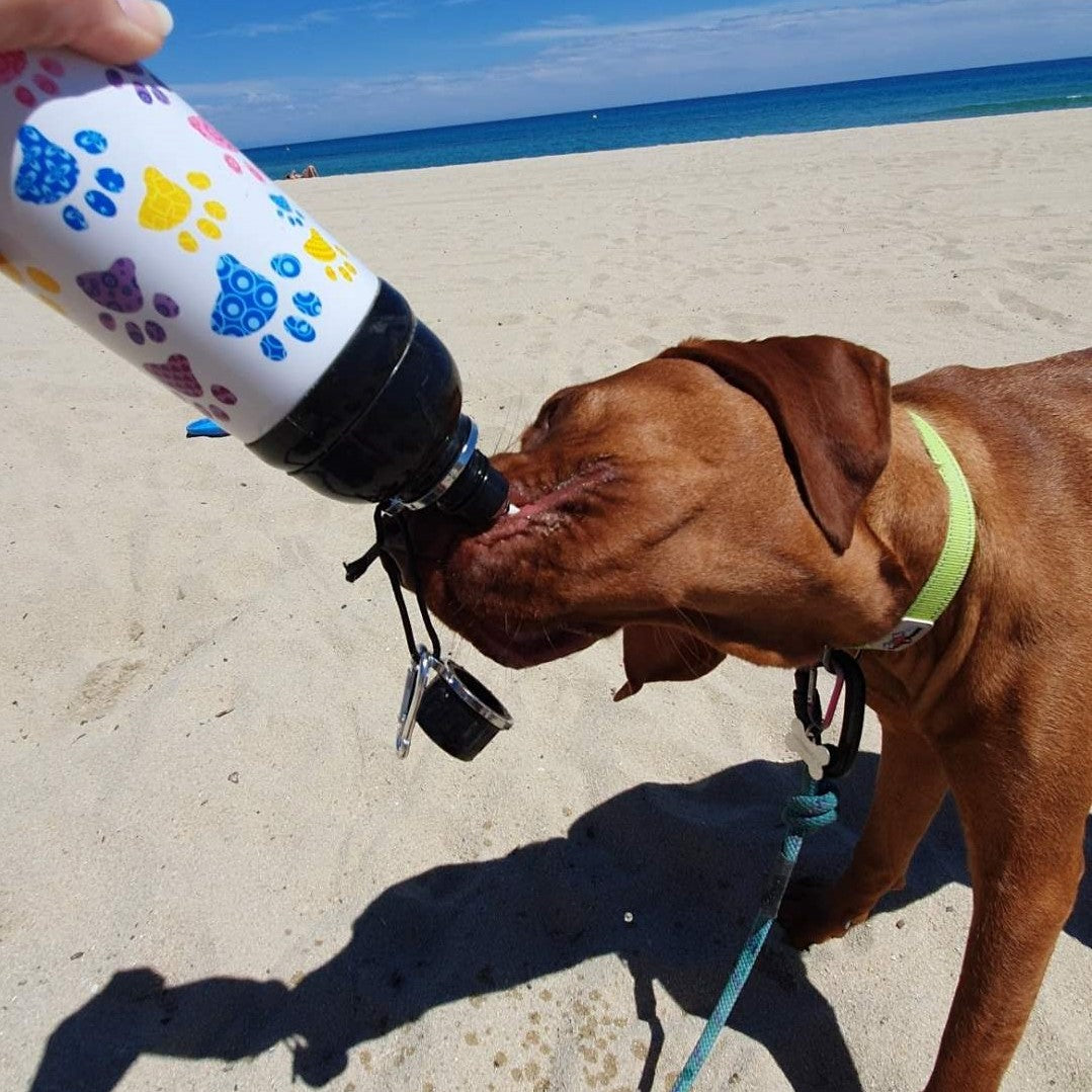 Harleys Companions - Dog Water Bottle, Lick 'n Flow, Paws