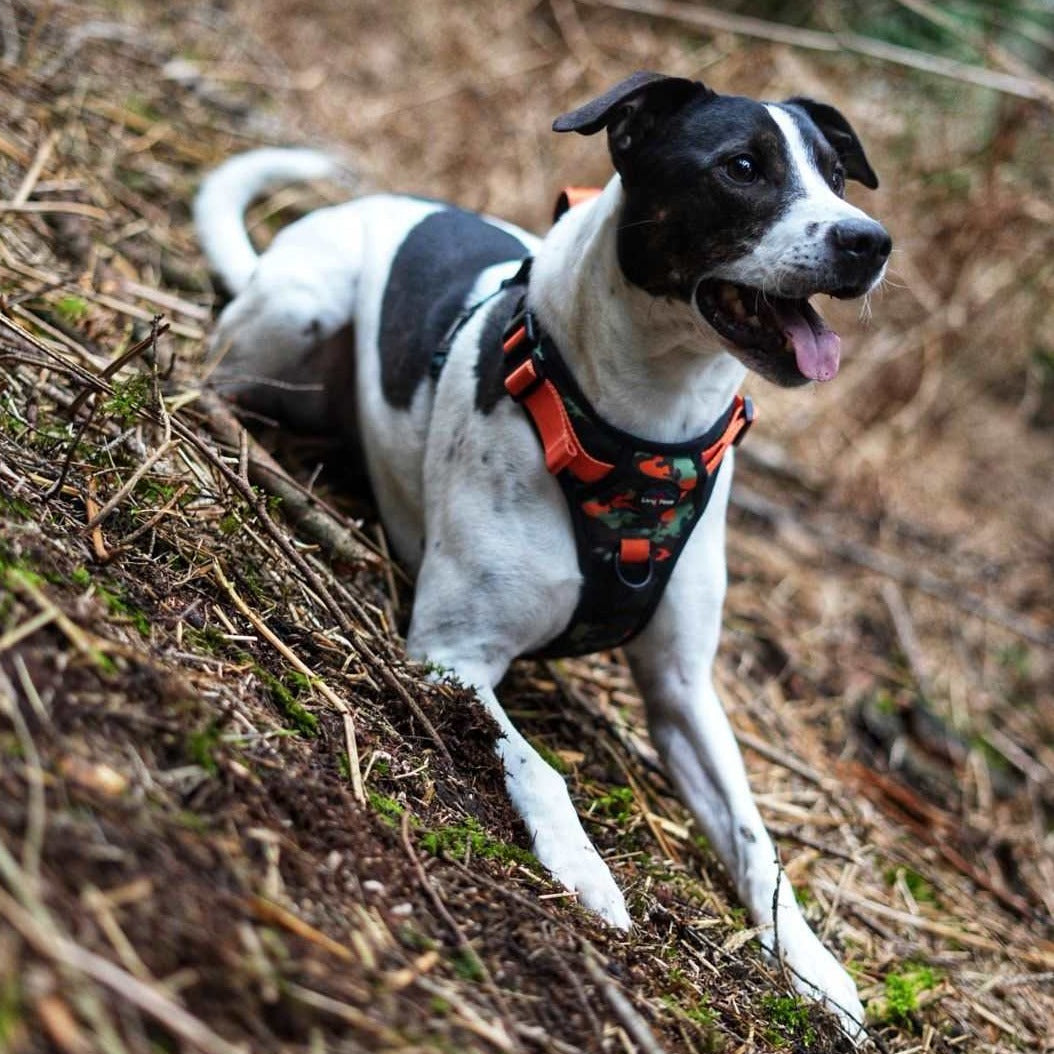 Harleys Companions - Earth Friendly - Trig Point Harness