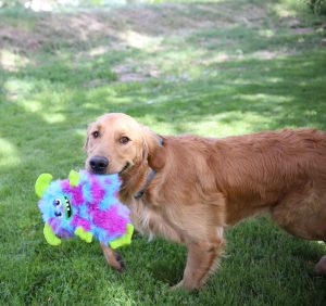 KONG Frizzle Frazzle Interactive Crinkle Cat Toy - Medium