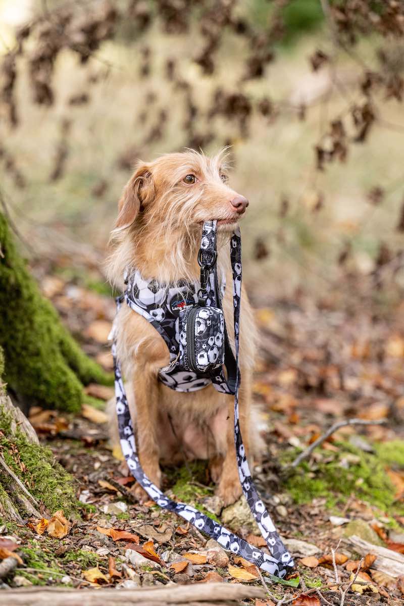 Harleys Companions - Funk the Dog Lead & Poo Bag Pouch Set | Black & White Footballs