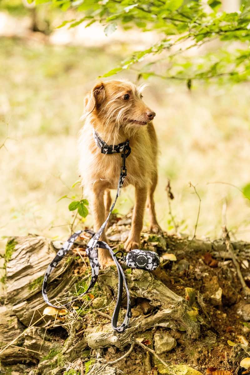 Harleys Companions - Funk The Dog Lead | B&W Footballs