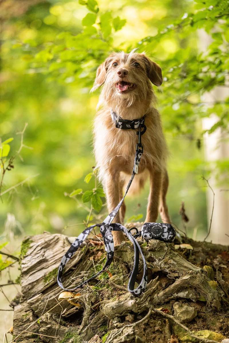 Harleys Companions - Funk The Dog Lead | B&W Footballs