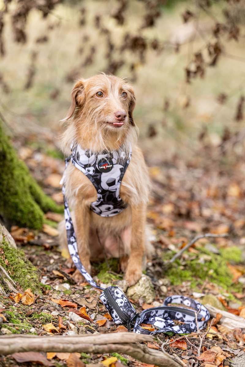 Harleys Companions - Funk The Dog Poo Bag Dispenser Pouch | Black & White Footballs