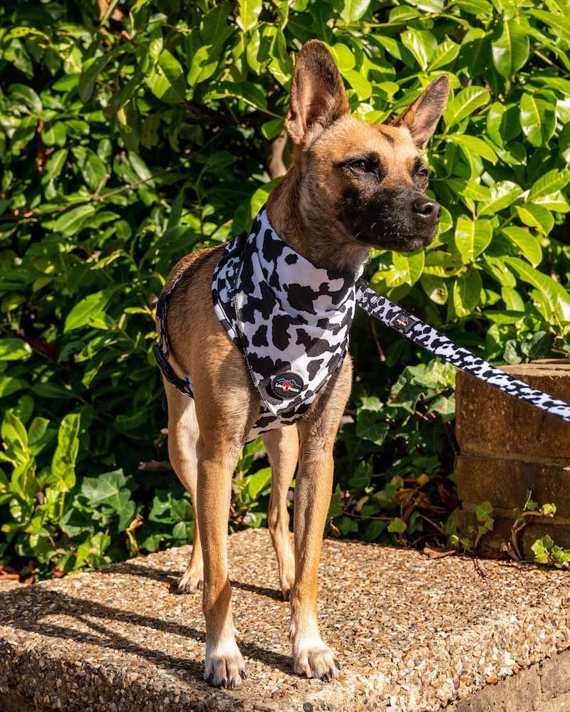 Harleys Companions - Funk The Dog Bandana | Cow Print