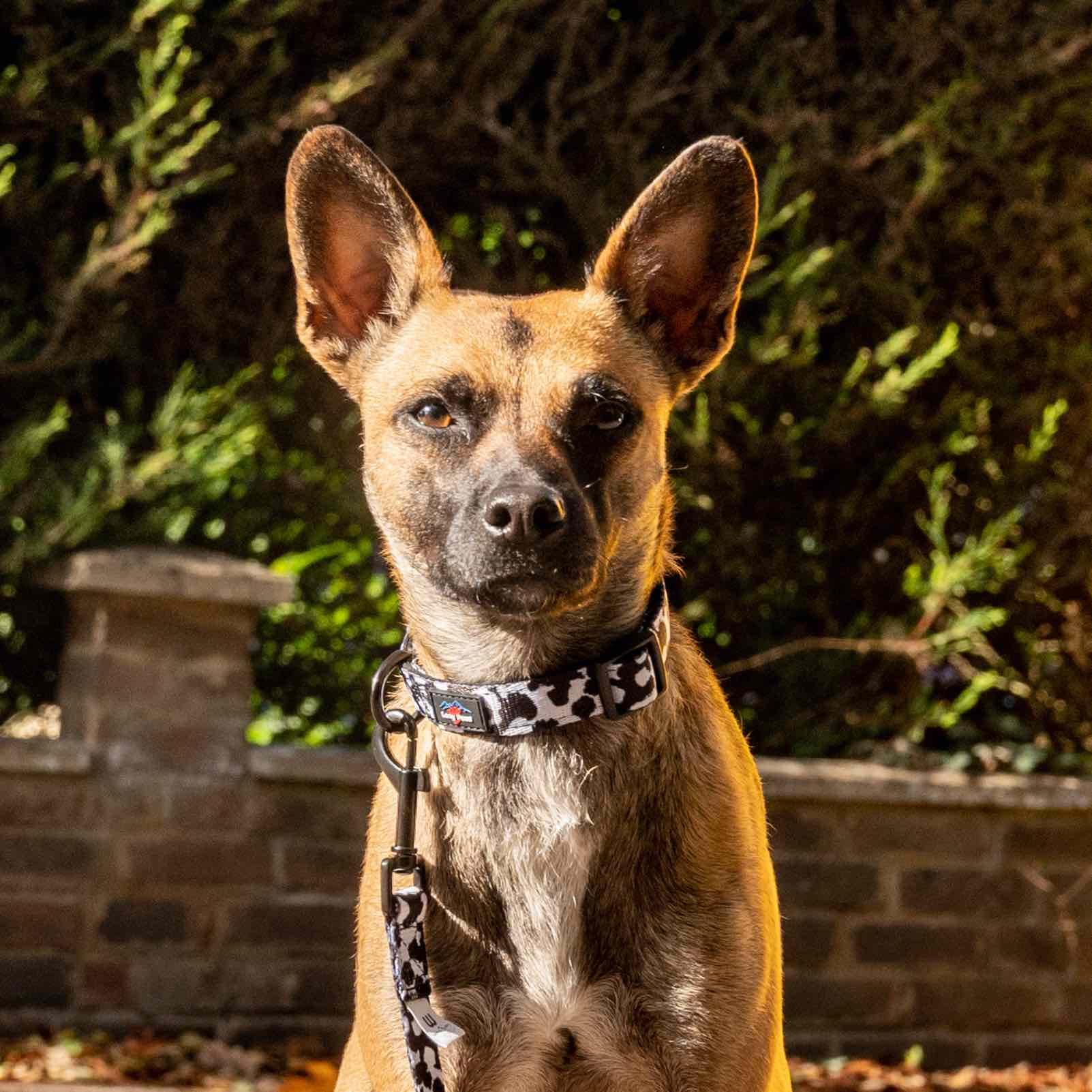 Harleys Companions - Funk the Dog Collar & Lead Set | Cow Print