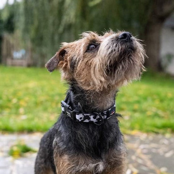 Harleys Companions - Funk The Dog Padded Dog Collar | Black & White Cow Print