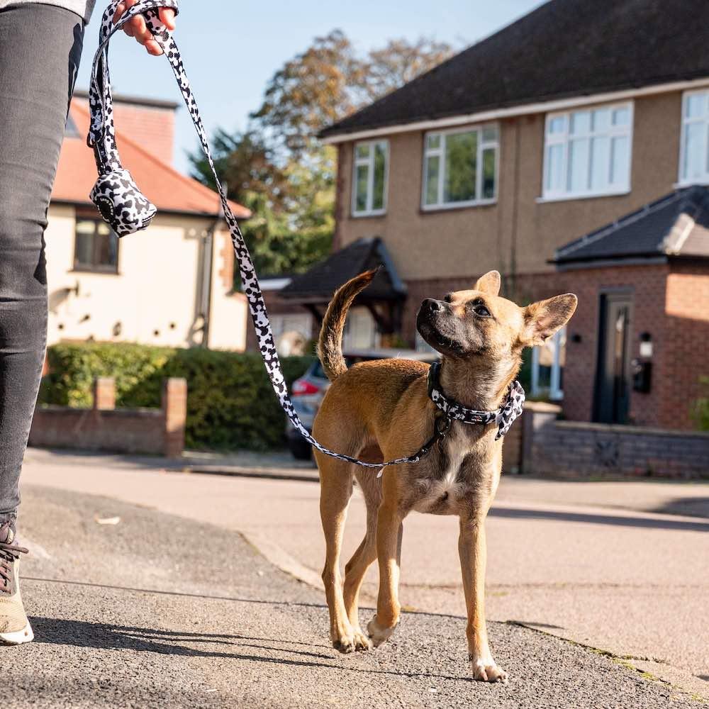 Harleys Companions - Funk The Dog Bow | Cow Print