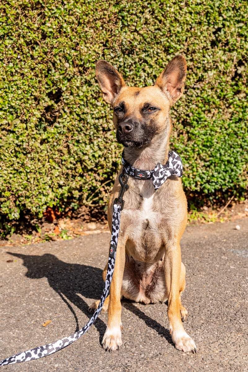 Harleys Companions - Funk The Dog Lead | Cow Print  Dog Lead