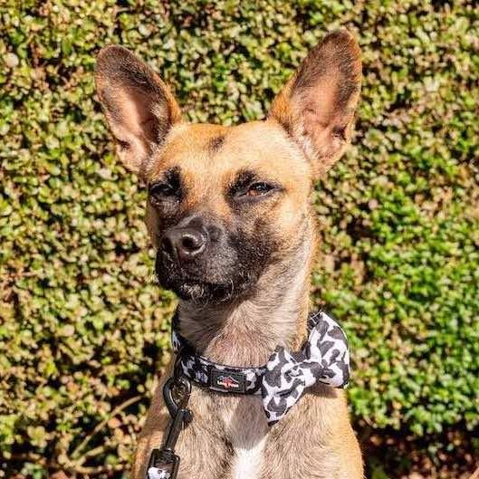 Harleys Companions - Funk The Dog Bow | Cow Print
