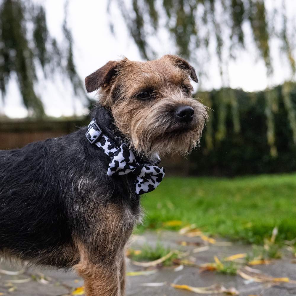 Harleys Companions - Funk the Dog Collar & Bow Set | Cow Print