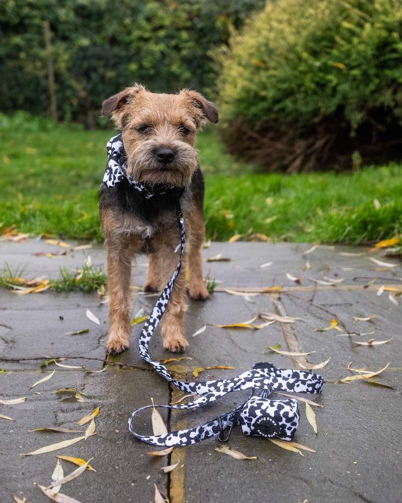 Harleys Companions - Funk the Dog Collar & Bow Set | Cow Print