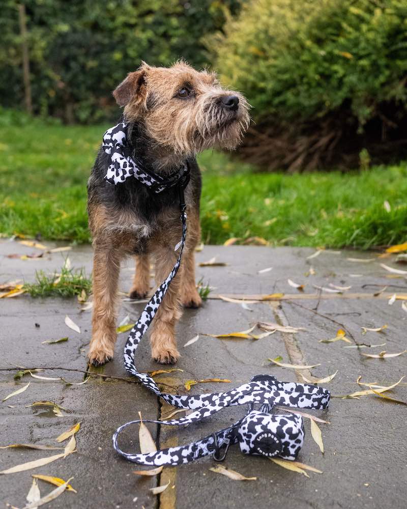 Harleys Companions - Funk the Dog Lead & Bowtie Set | Cow Print