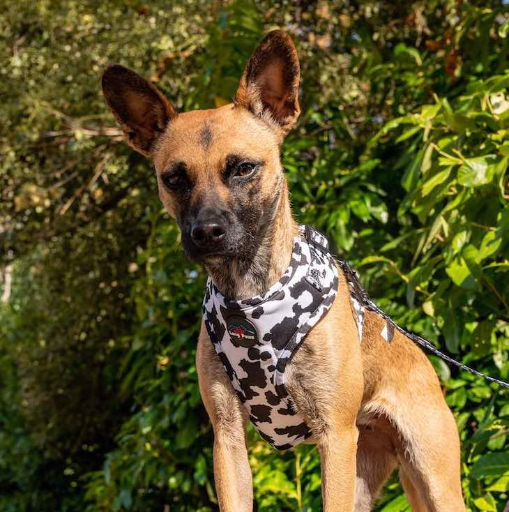 Harleys Companions - Funk the Dog Harness & Lead Set | Cow Print